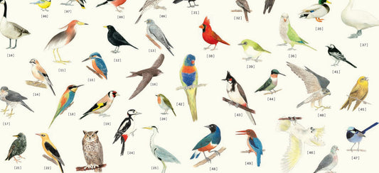 Feathered Friends