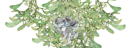Around the World in Christmas Plants