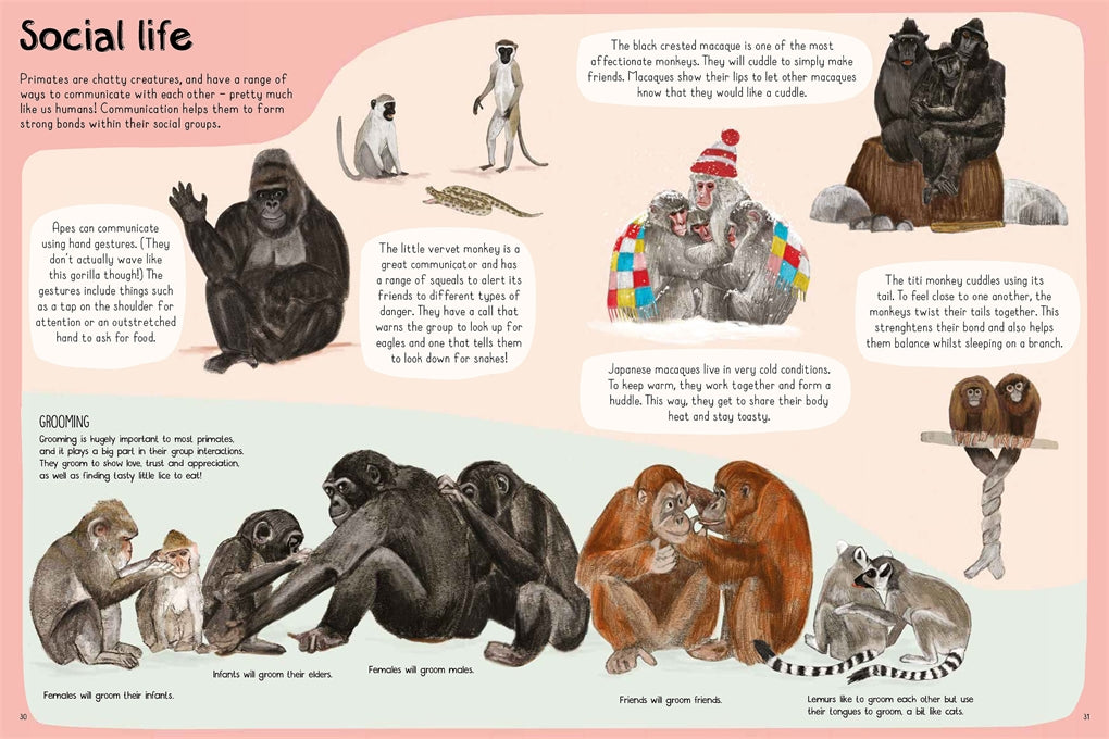 A Book of Monkeys (and other Primates) by Katie Viggers