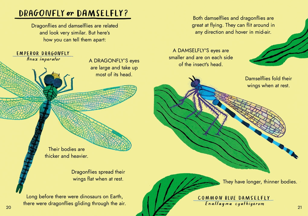 Little Guides to Nature: Hello Bugs by Nina Chakrabarti