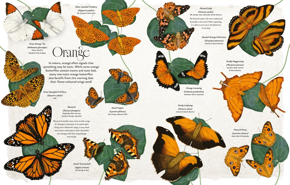 Butterflies by Jon Dunn, Georgina Taylor