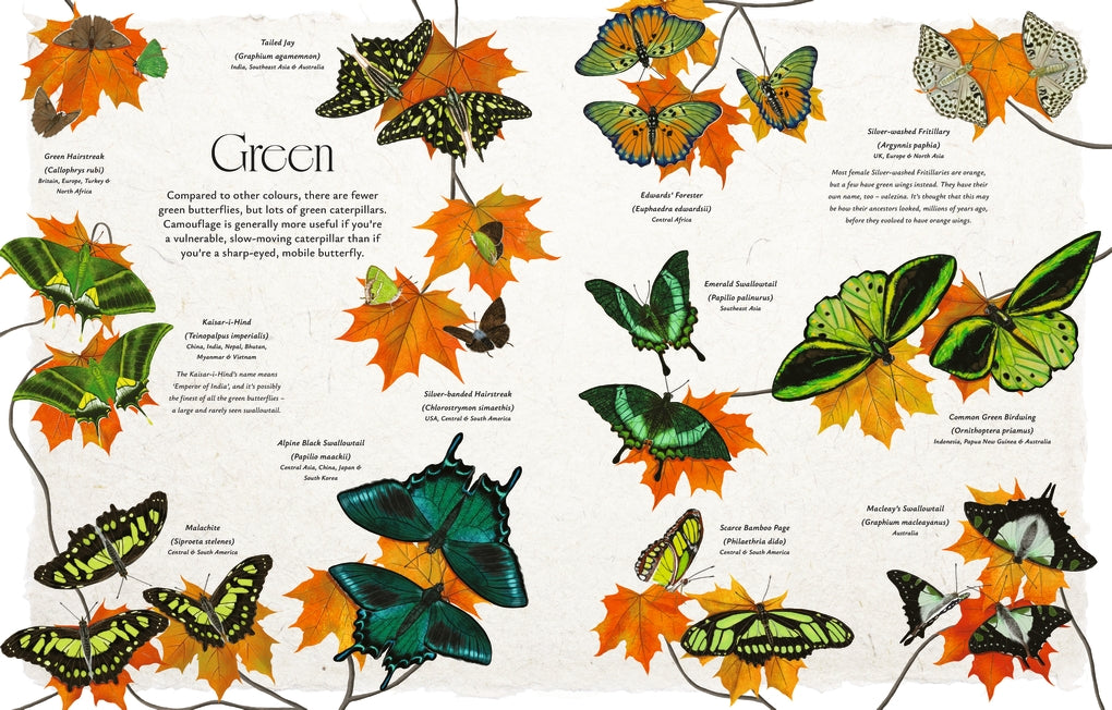 Butterflies by Jon Dunn, Georgina Taylor