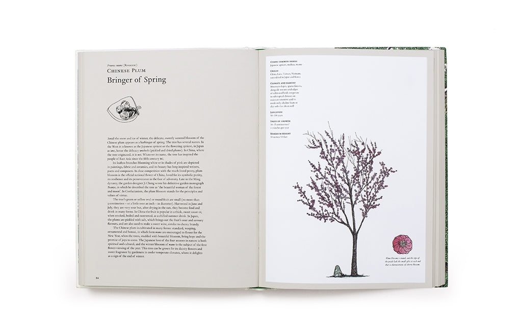 The Story of Trees by Kevin Hobbs, David West