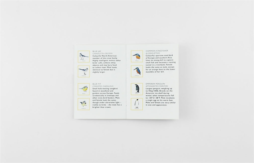 Match a Pair of Birds by Christine Berrie, Magma Publishing Ltd