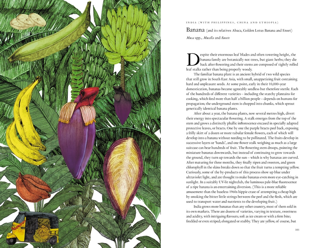 Around the World in 80 Plants by Jonathan Drori, Lucille Clerc