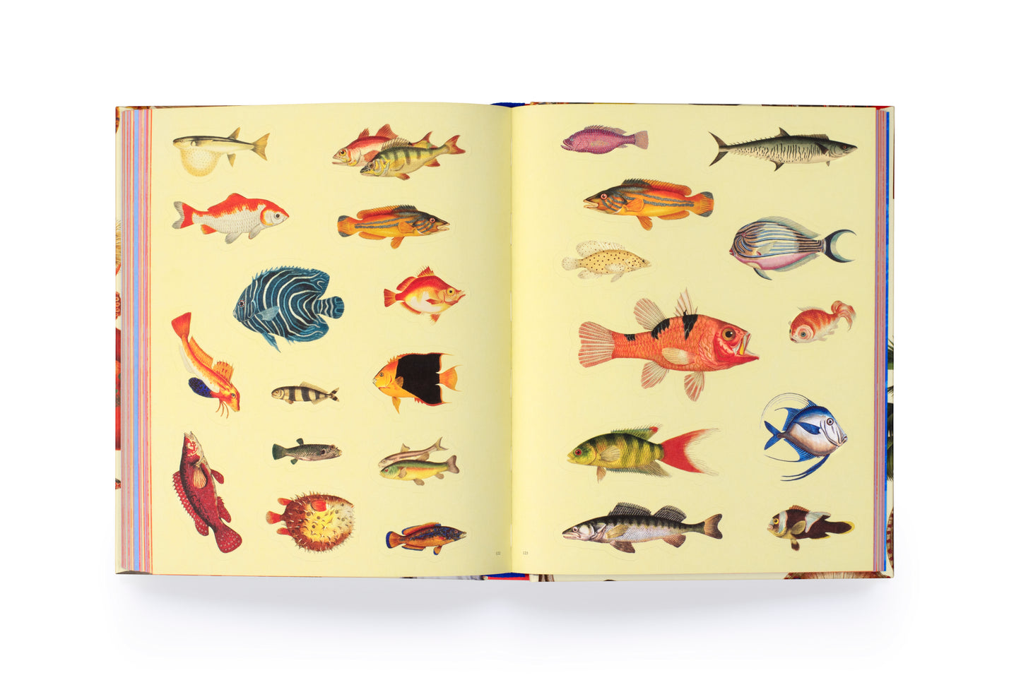 Extraordinary Things Sticker Book