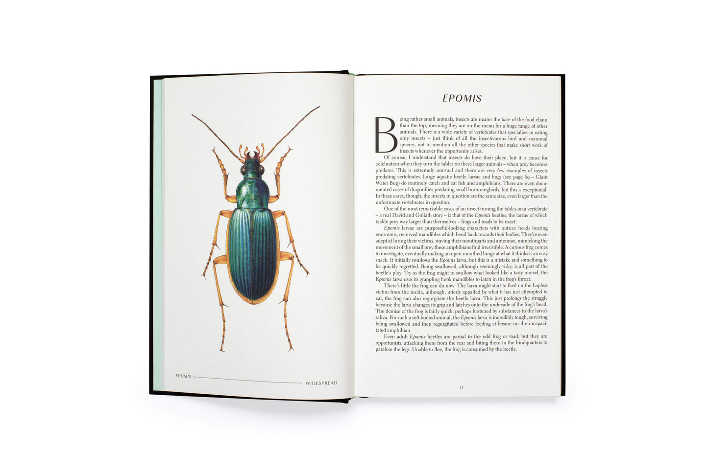 The Wonder of Insects: Uncovering their Hidden World
