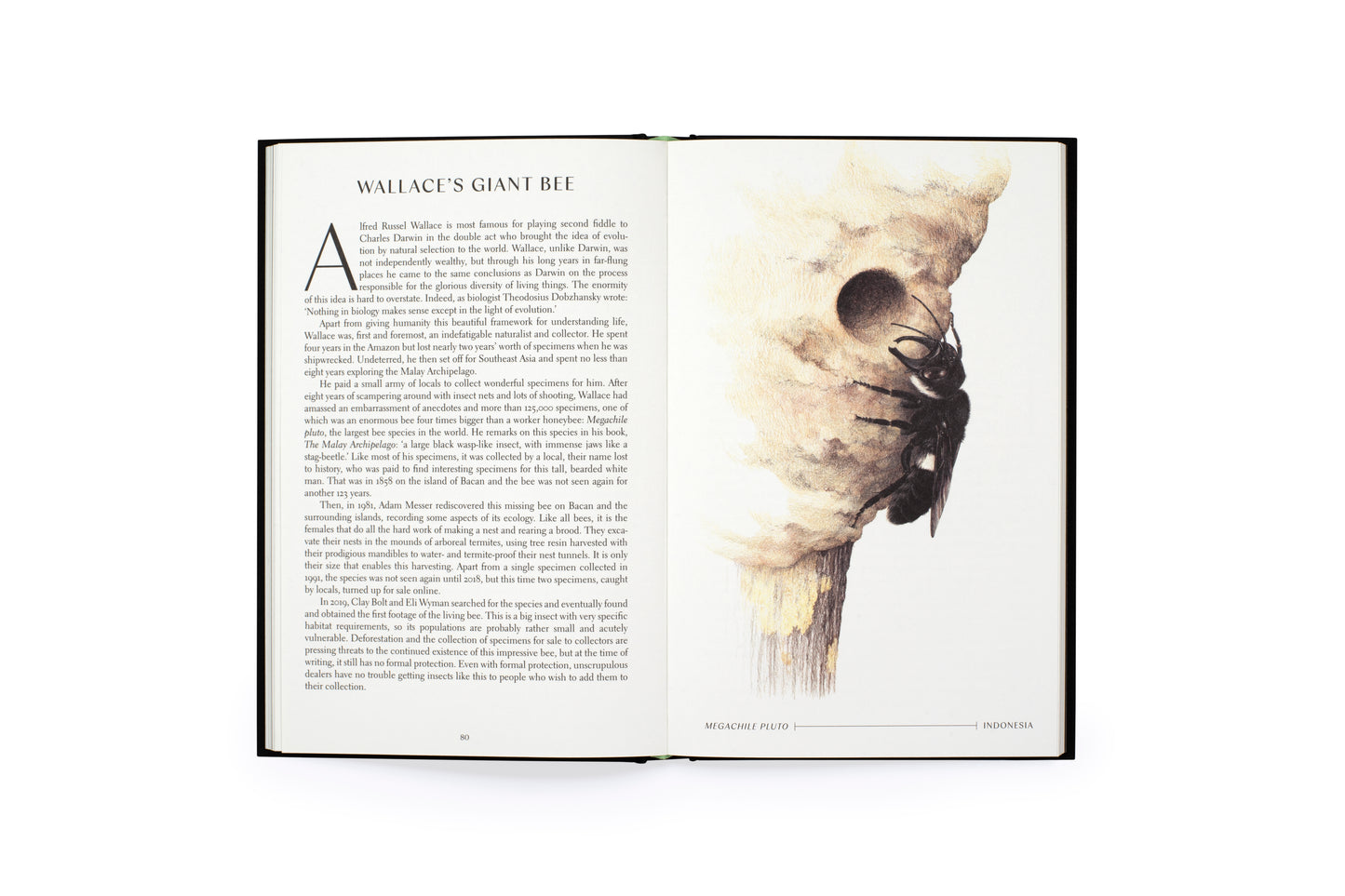 The Wonder of Insects: Uncovering their Hidden World