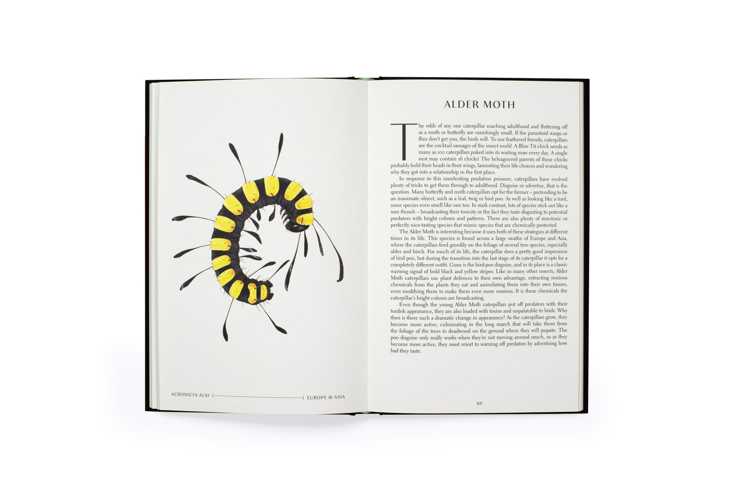 The Wonder of Insects: Uncovering their Hidden World