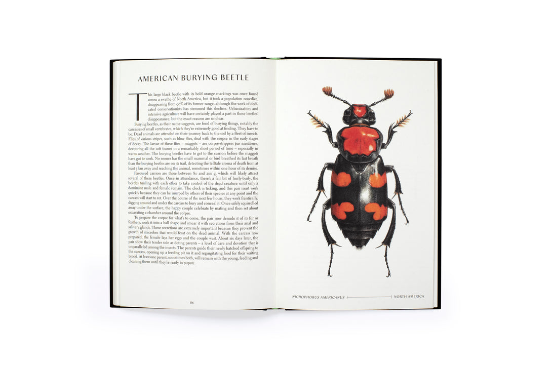 The Wonder of Insects: Uncovering their Hidden World