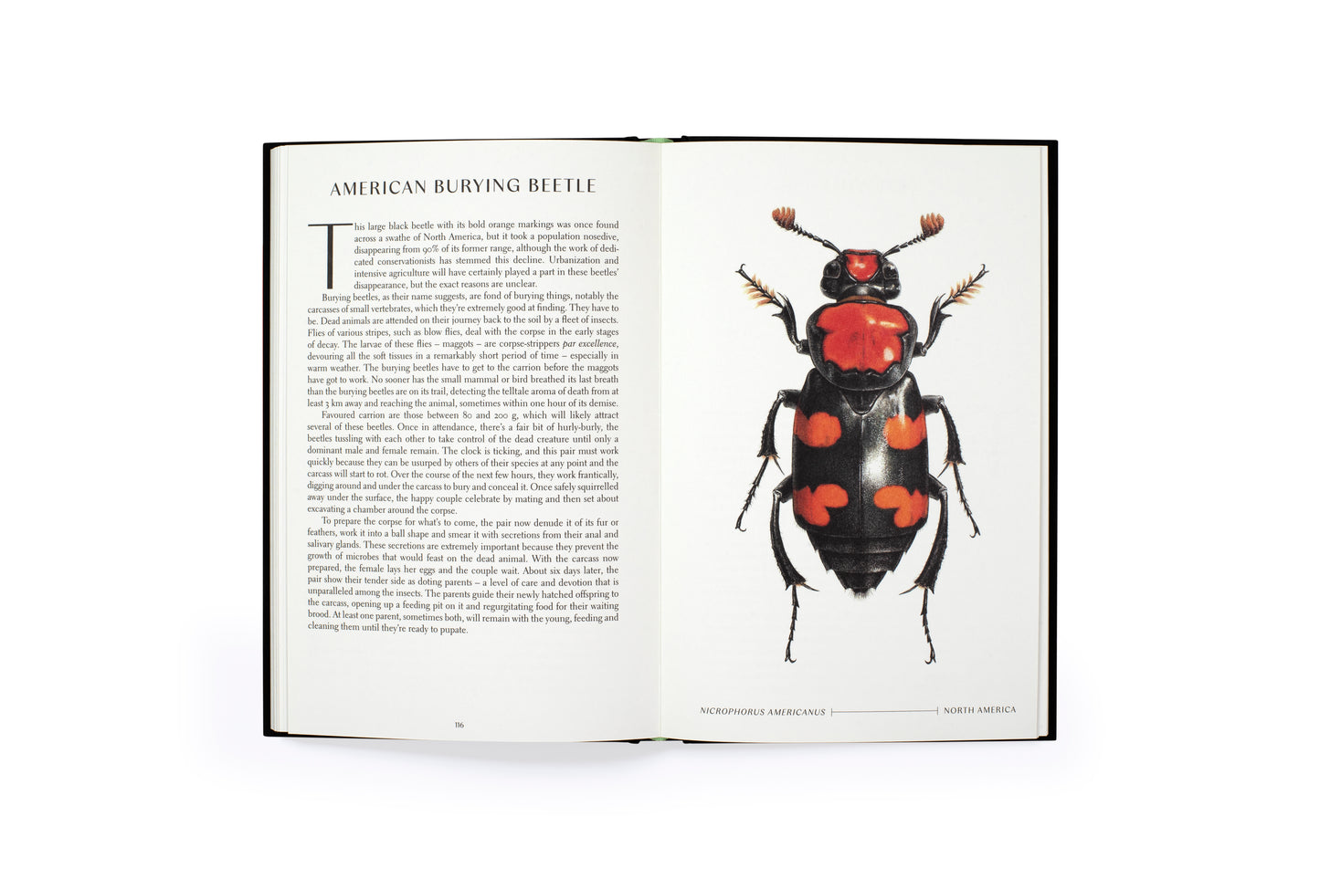 The Wonder of Insects: Uncovering their Hidden World