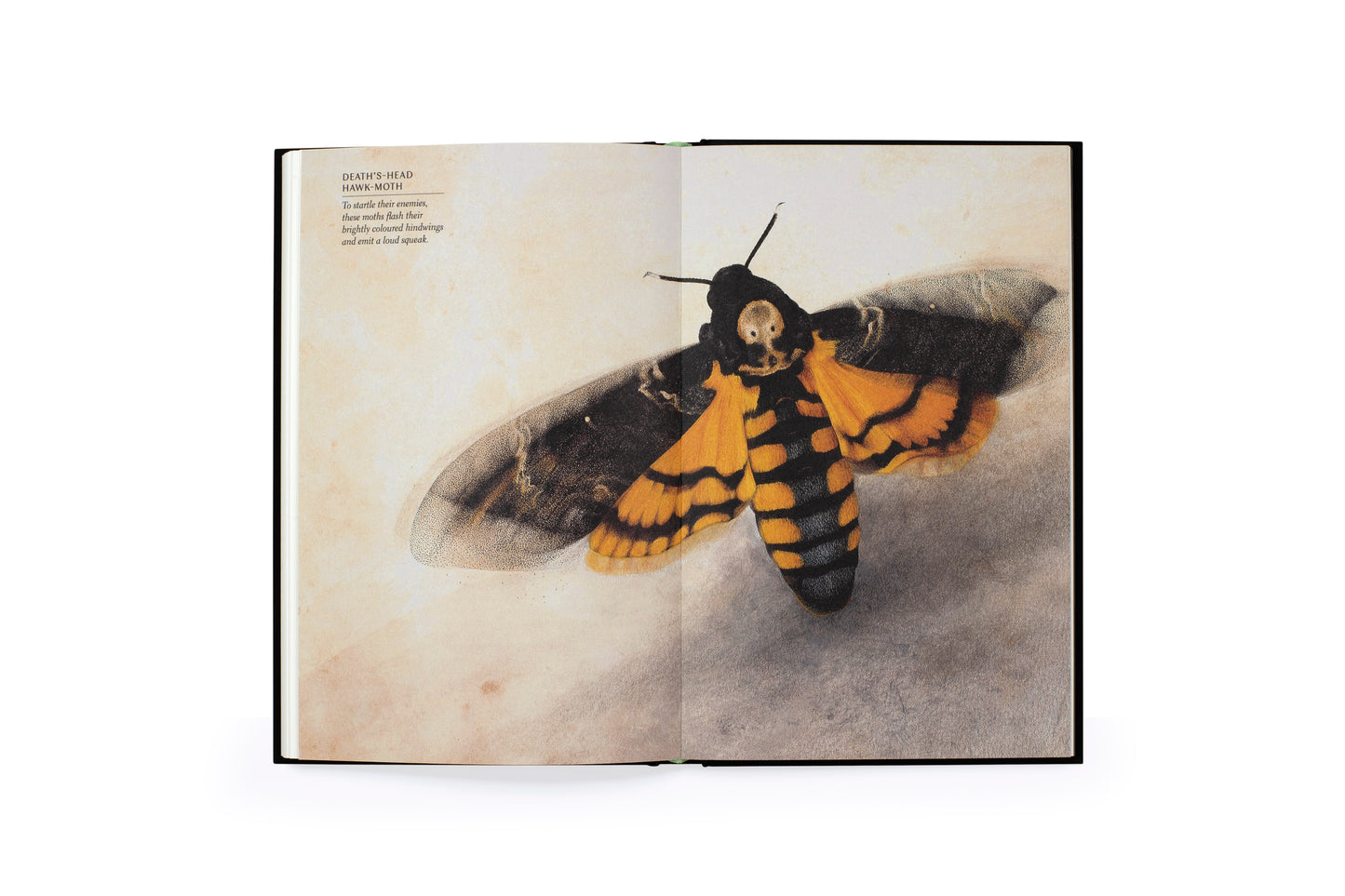 The Wonder of Insects: Uncovering their Hidden World