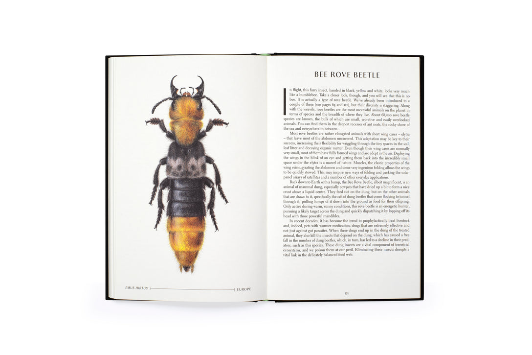 The Wonder of Insects: Uncovering their Hidden World
