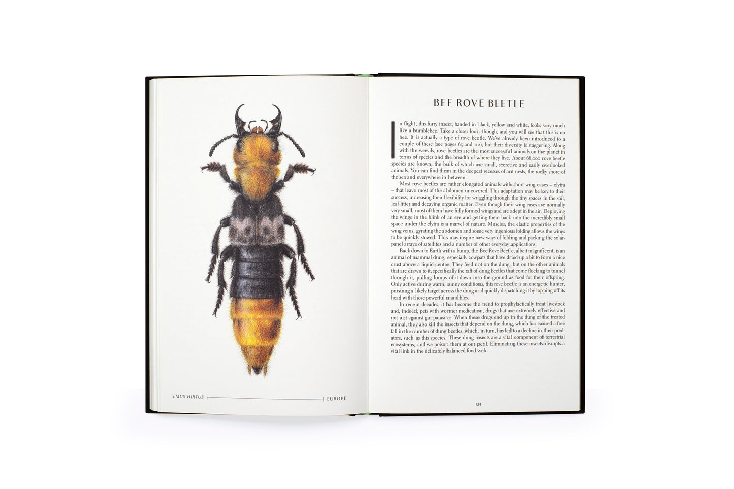The Wonder of Insects: Uncovering their Hidden World