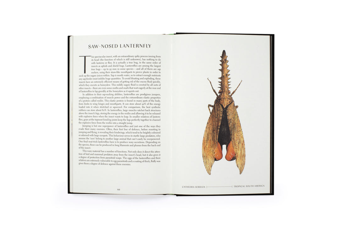 The Wonder of Insects: Uncovering their Hidden World