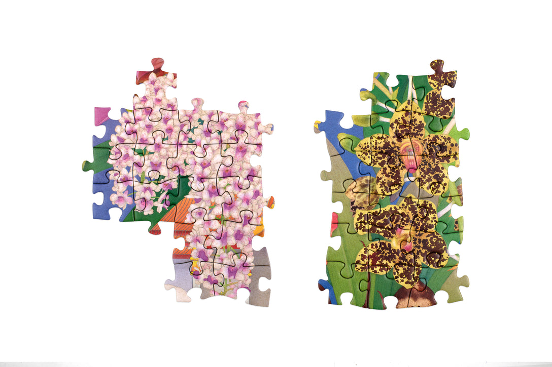 Around the World in 50 Orchids