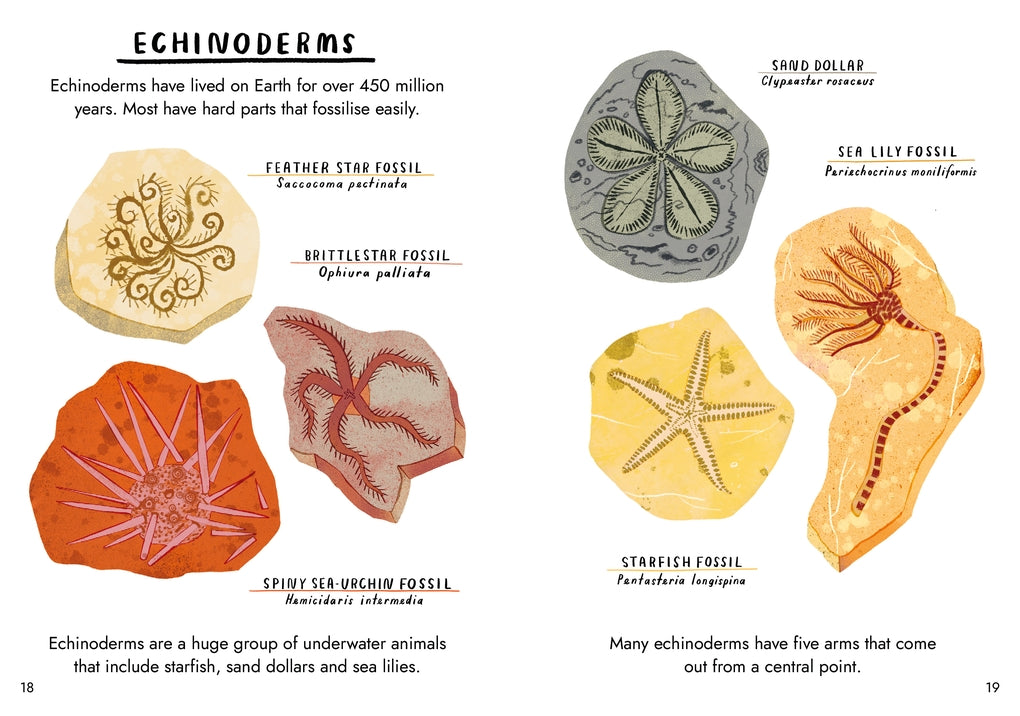 Little Guides to Nature: Hello Fossils and Shells by Nina Chakrabarti