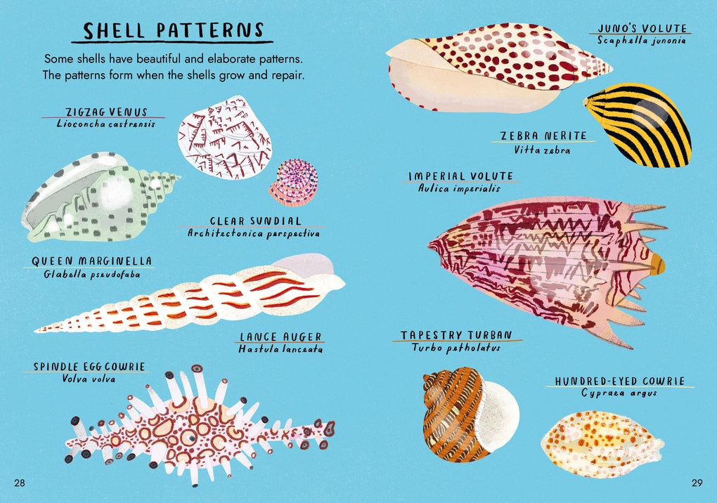 Little Guides to Nature: Hello Fossils and Shells by Nina Chakrabarti