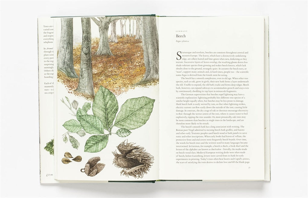 Around the World in 80 Trees by Jonathan Drori, Lucille Clerc, Lucille Clerc