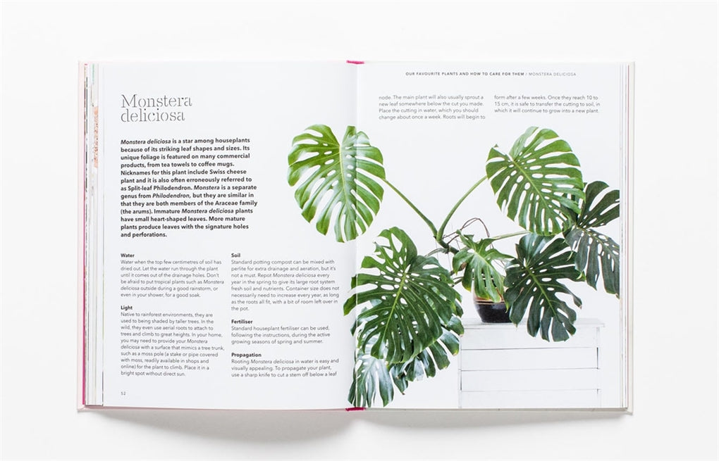 How to Raise Monstera: Expert Tips for Thriving Plants